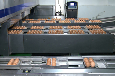 格润牧业蛋品自动化加工生产线